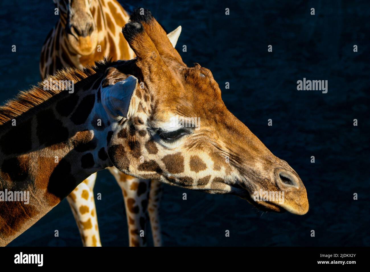 Giraffe schaut direkt im Schatten Stockfoto