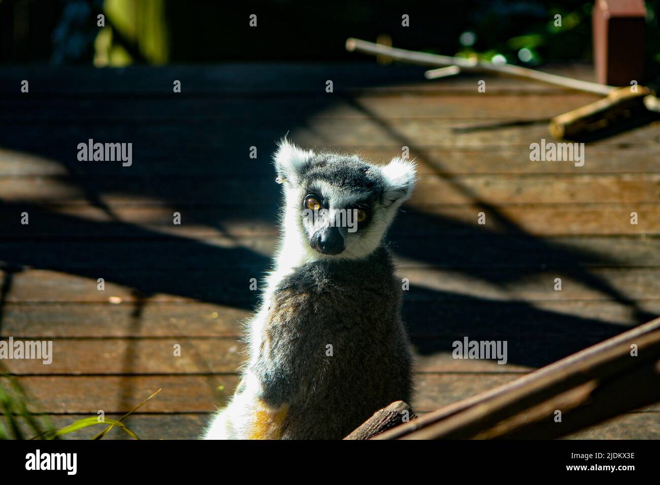 Rettet Lemur mit einem Arm, der die Kamera anschaut Stockfoto