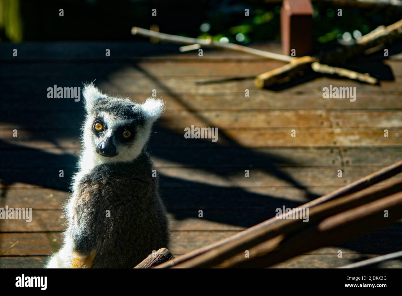 Rettet Lemur mit einem Arm, der die Kamera anschaut Stockfoto