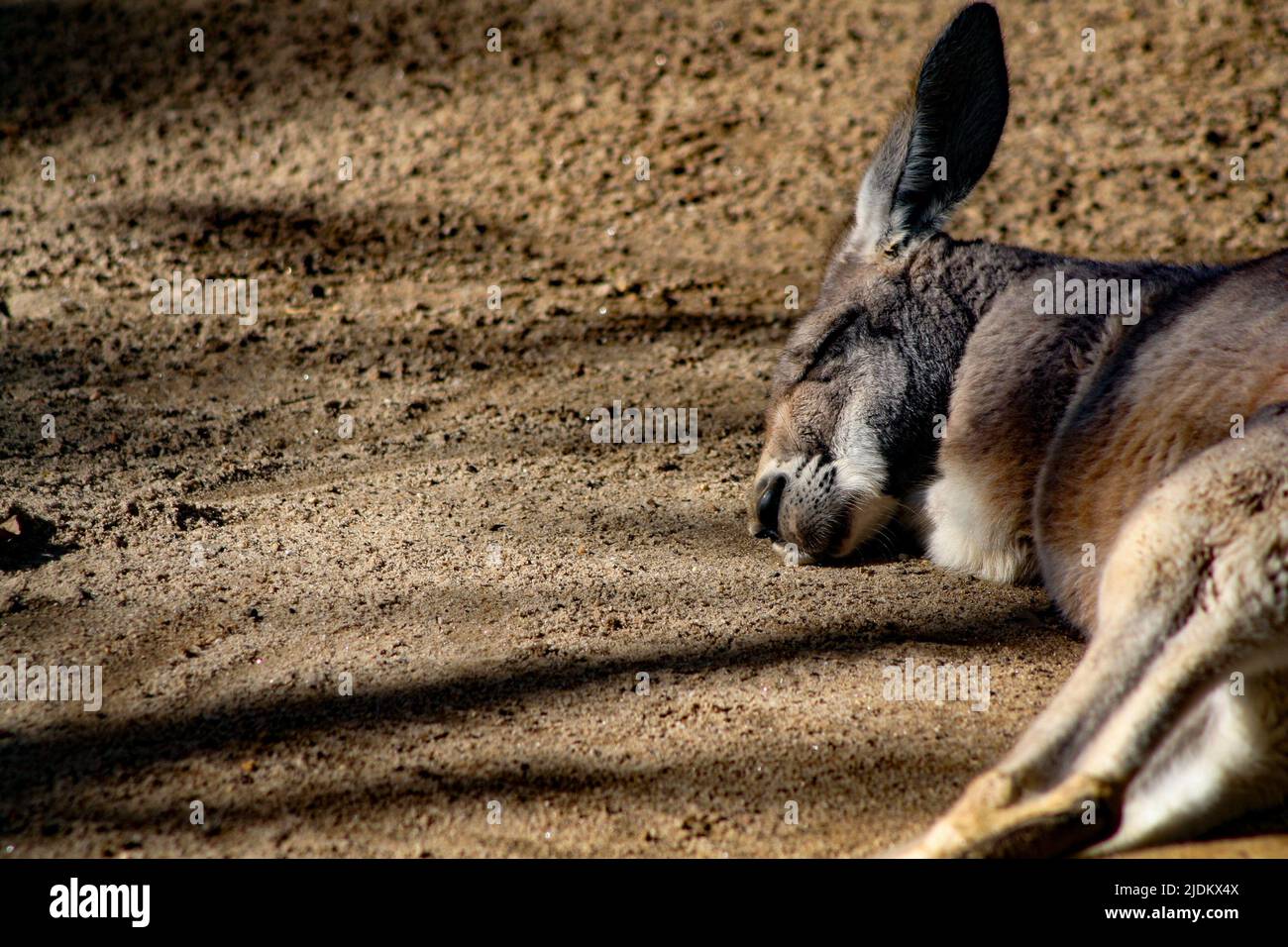Känguru schläft in der Sonne Stockfoto