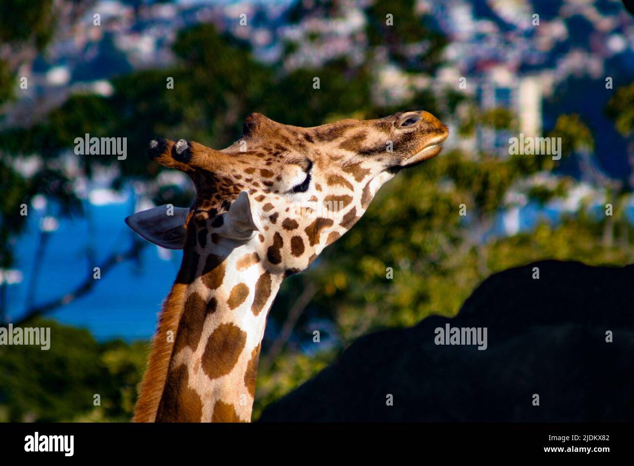 Giraffe blickt nach vorne Stockfoto