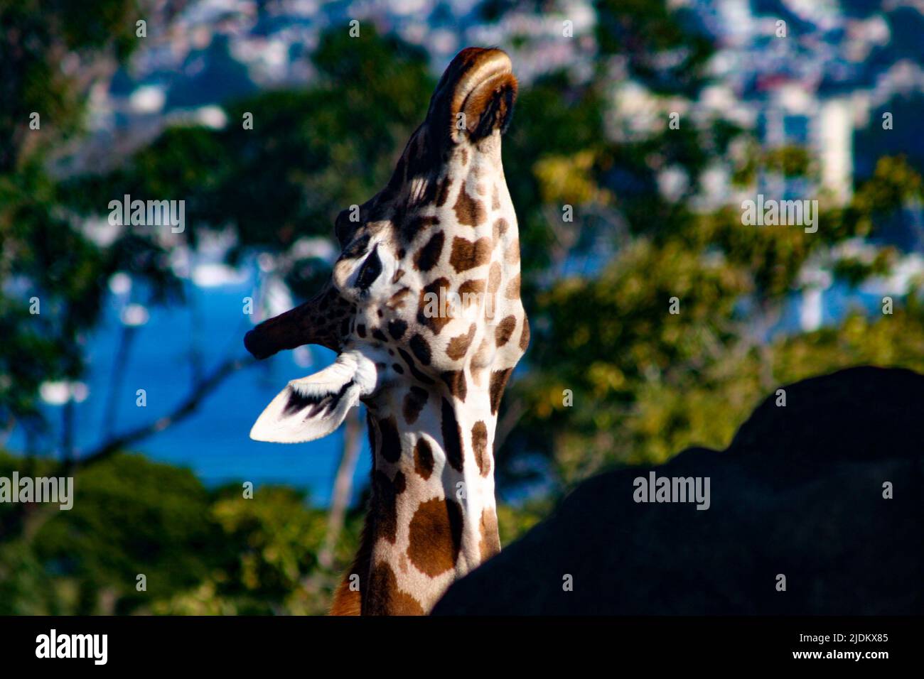 Giraffe schaut nach oben Stockfoto