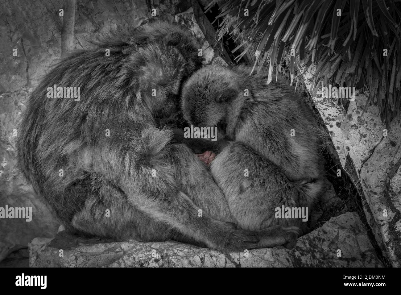 Eine Familie von Barbaren Makaken, die das neugeborene Baby untersuchen Stockfoto
