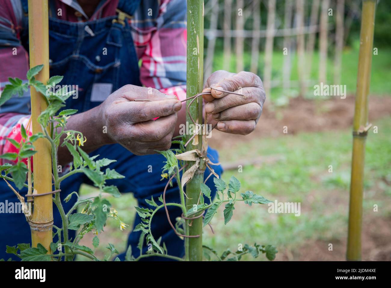 Nahaufnahme der Hände eines Bauern, der einen Faden festhält, um Tomatenpflanzen an Stangen zu binden und auf den Feldern zu arbeiten Stockfoto