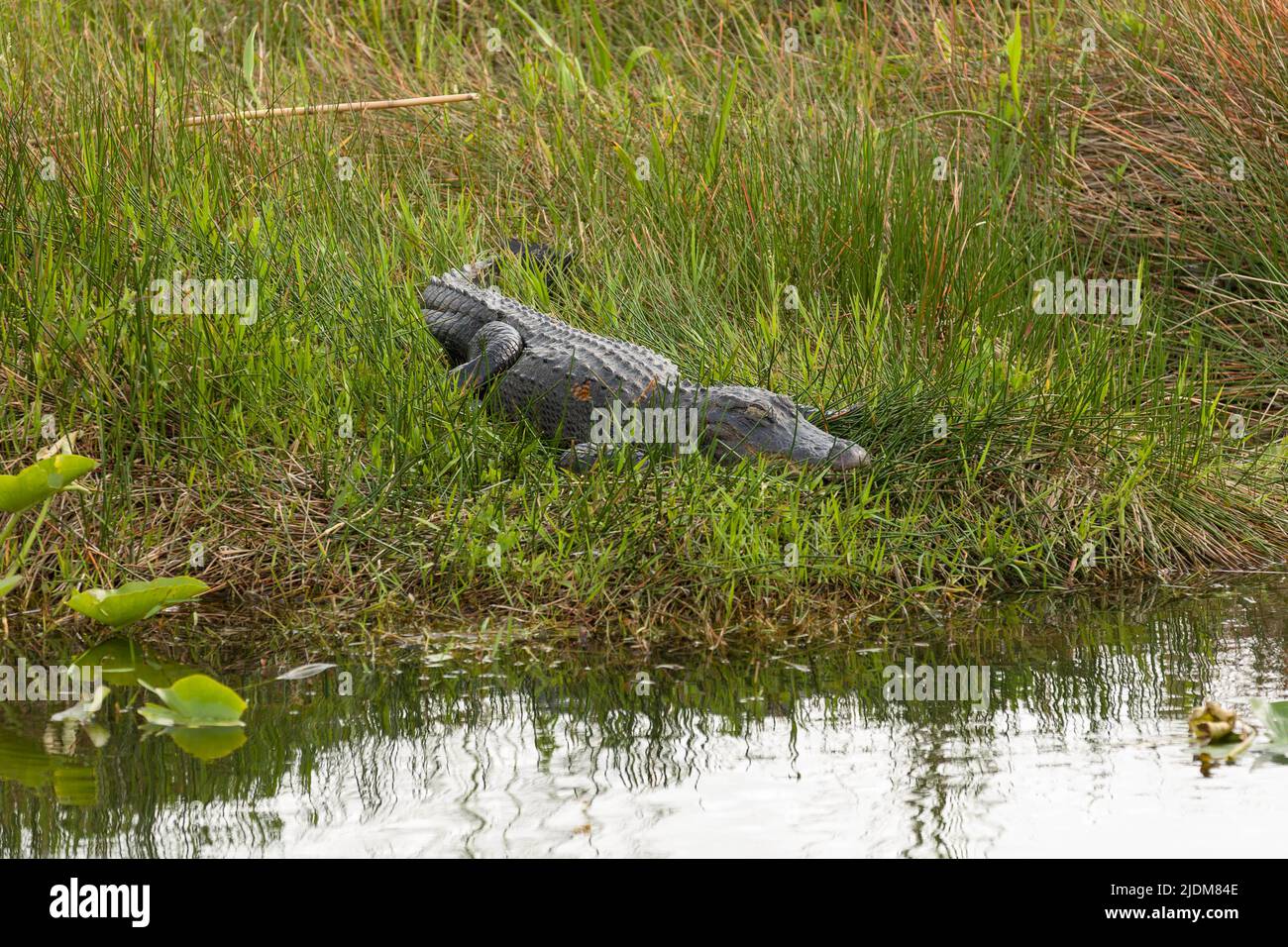 Alligator in der Nähe von Sumpfwasser Stockfoto