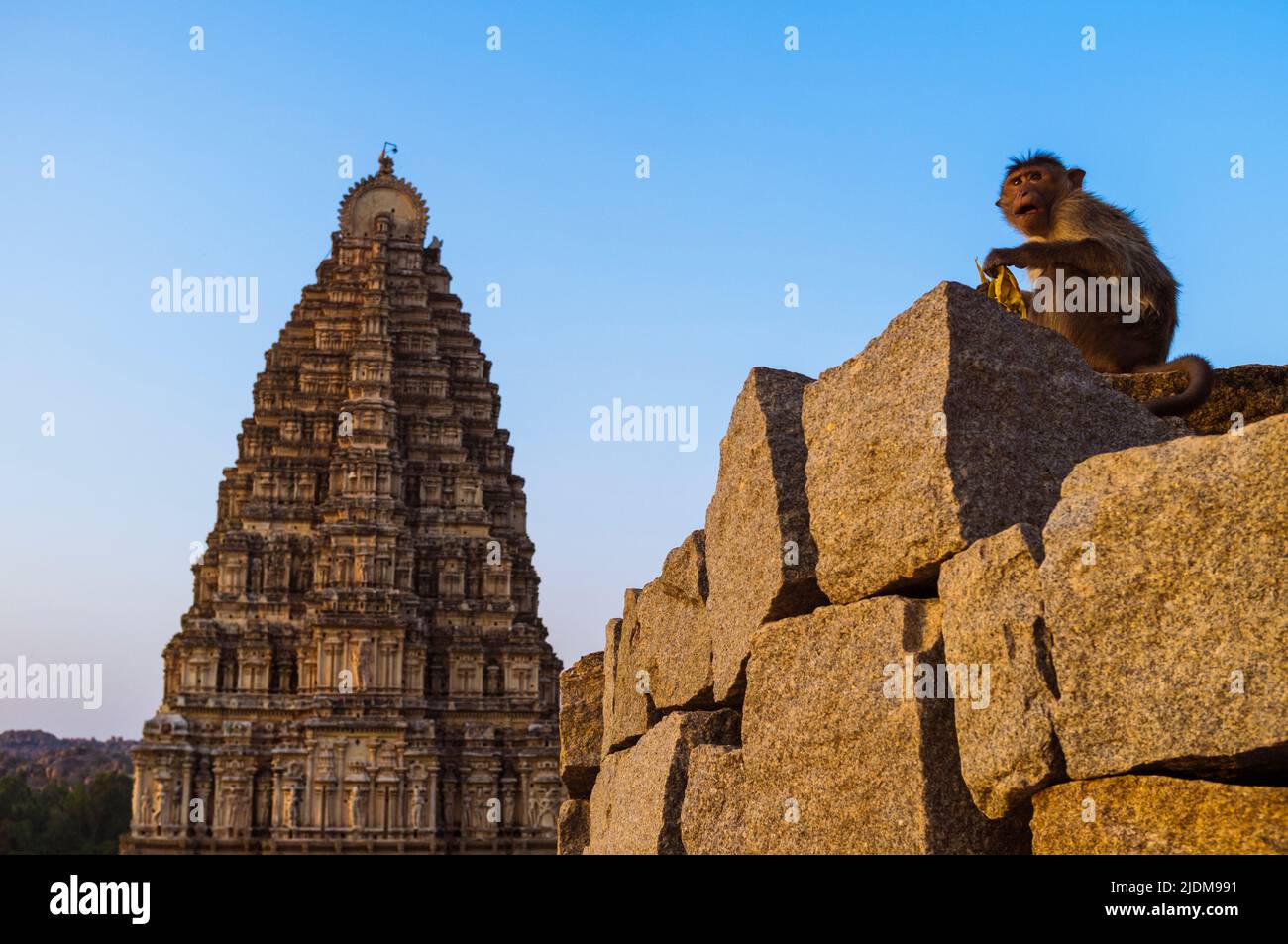 Hampi, Karnataka, Indien: Ein Makaken sitzt auf den Ruinen des Hemakuta-Hügels mit dem Sree Virupaksha-Tempel aus dem 7. Jahrhundert im Hintergrund. Es wird angenommen, dass es uninte ist Stockfoto