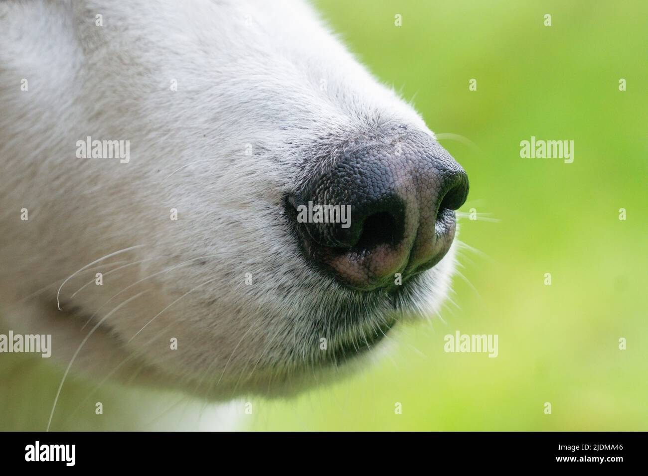 Detailaufnahme der Nase auf einem sibirischen Husky Stockfoto