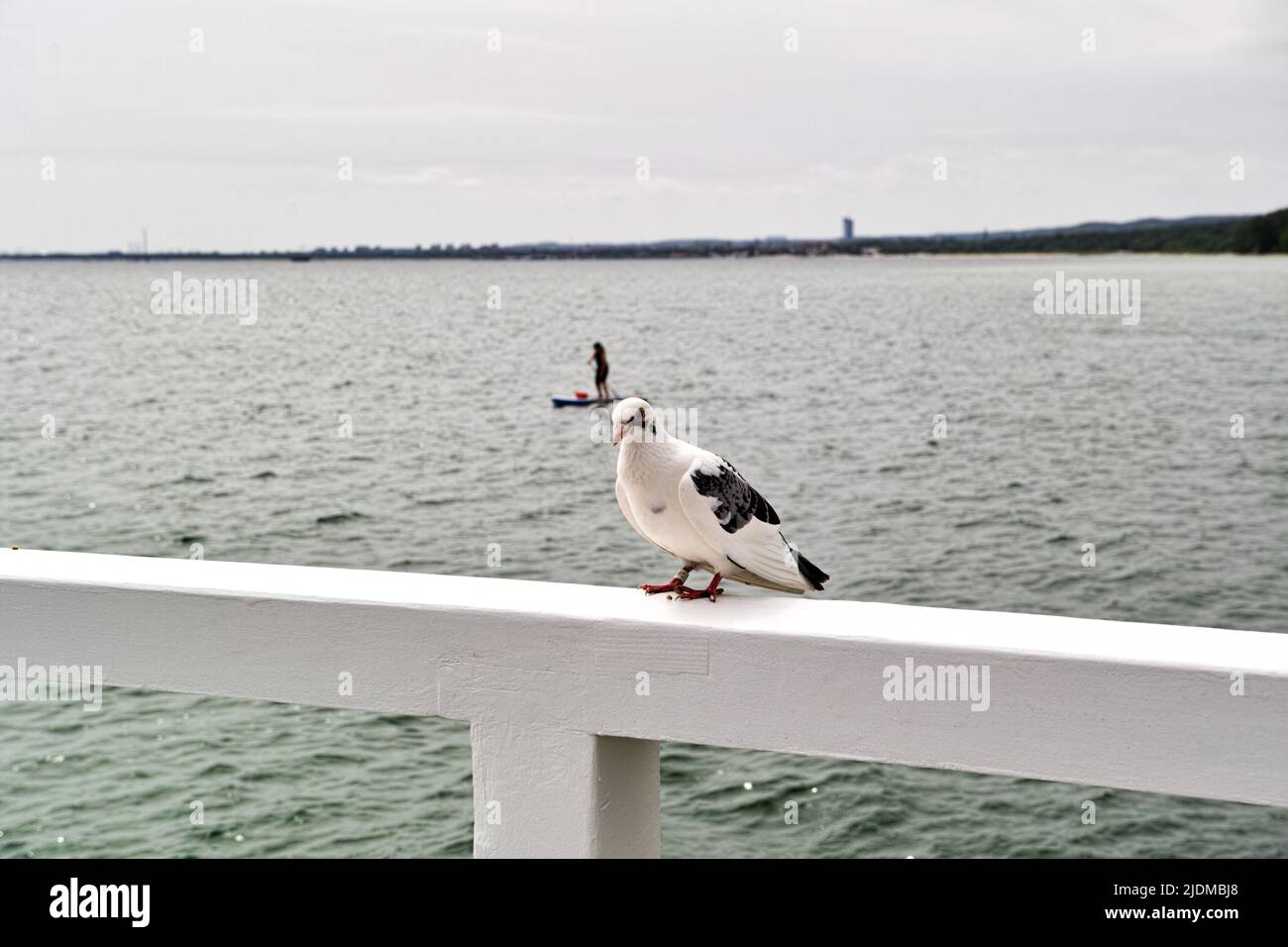 Taube auf dem Sommerspaziergang durch das Steg, den Golf von Danzig, die Ostsee, Gdynia Orlowo, Polen. Stockfoto