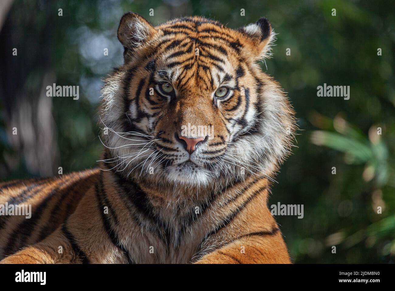 Porträt eines Sumatraer Tigers (Panthera tigris sumatrae) beim Blick in die Kamera. Stockfoto