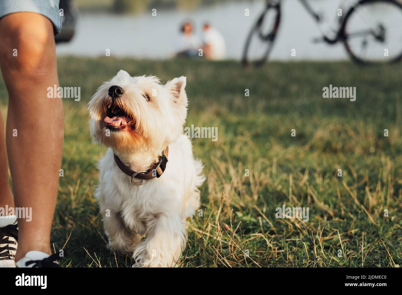 PET West Highland White Terrier Dog folgt seinem Besitzer im Freien, Kopierraum Stockfoto