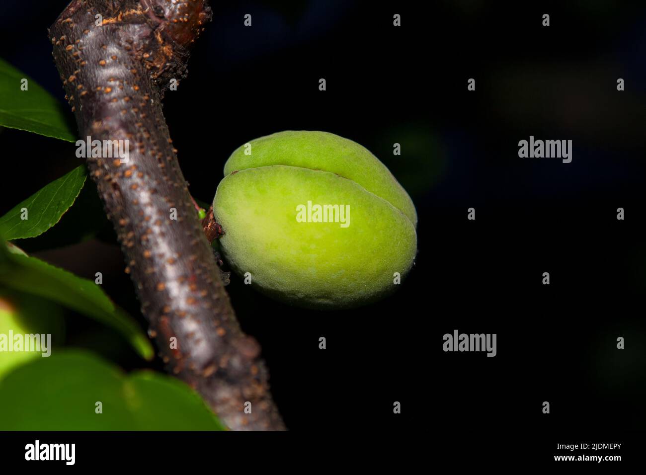 Grüne Aprikose auf einem Ast, Foto mit Blitz in der Nacht Stockfoto