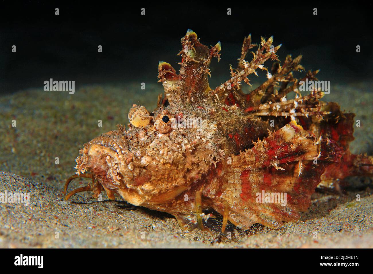 Teufelsfische, Dämonenstinger oder Teufelsstinger (Inimicus didactylus), zu Fuß über sandigen Meeresboden, extrem giftig, Borneo, Malaysia Stockfoto