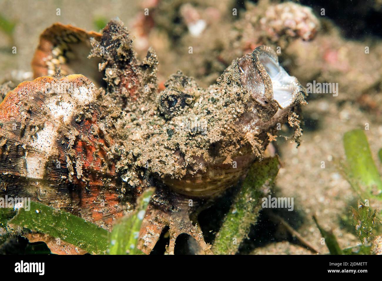 Teufelsfisch, Dämonenstinger oder Teufelsstinger (Inimicus didactylus), öffnet seinen Mund, extrem giftig, Borneo, Malaysia Stockfoto