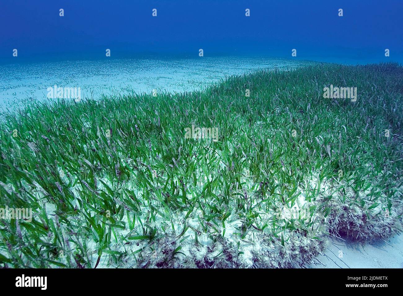 Turtle Grass (Thalassia testudinum), die häufigste Seegras in der Karibik, Bahamas, Karibik Stockfoto