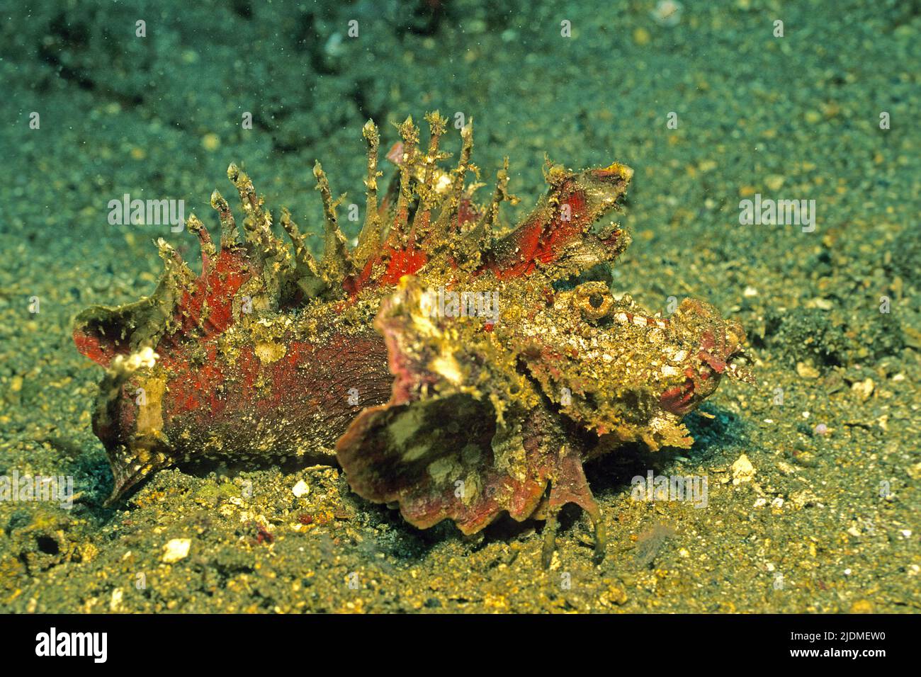 Teufelsfische, Dämonenstinger oder Teufelsstinger (Inimicus didactylus), zu Fuß über sandigen Meeresboden, extrem giftig, Borneo, Malaysia Stockfoto