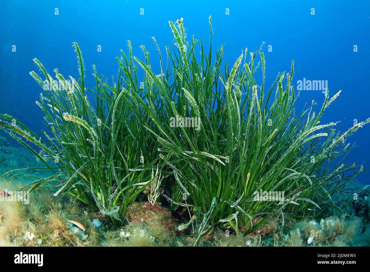 Seegraswiese (Posidonia Oceanica), Südfrankreich, Frankreich, Mittelmeer Stockfoto