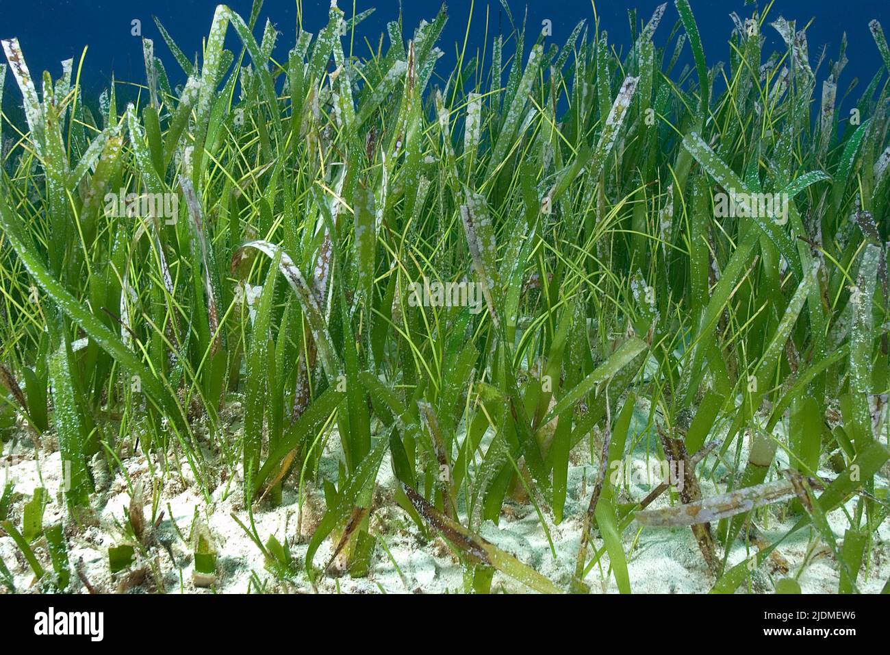 Turtle Grass (Thalassia testudinum), die häufigste Seegras in der Karibik, Bahamas, Karibik Stockfoto