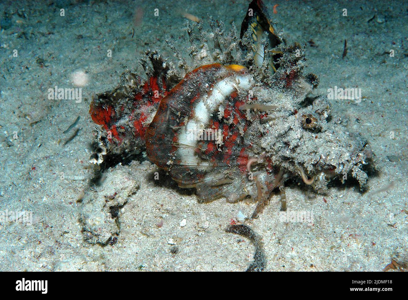 Teufelsfische, Dämonenstinger oder Teufelsstinger (Inimicus didactylus), zu Fuß über sandigen Meeresboden, extrem giftig, Borneo, Malaysia Stockfoto