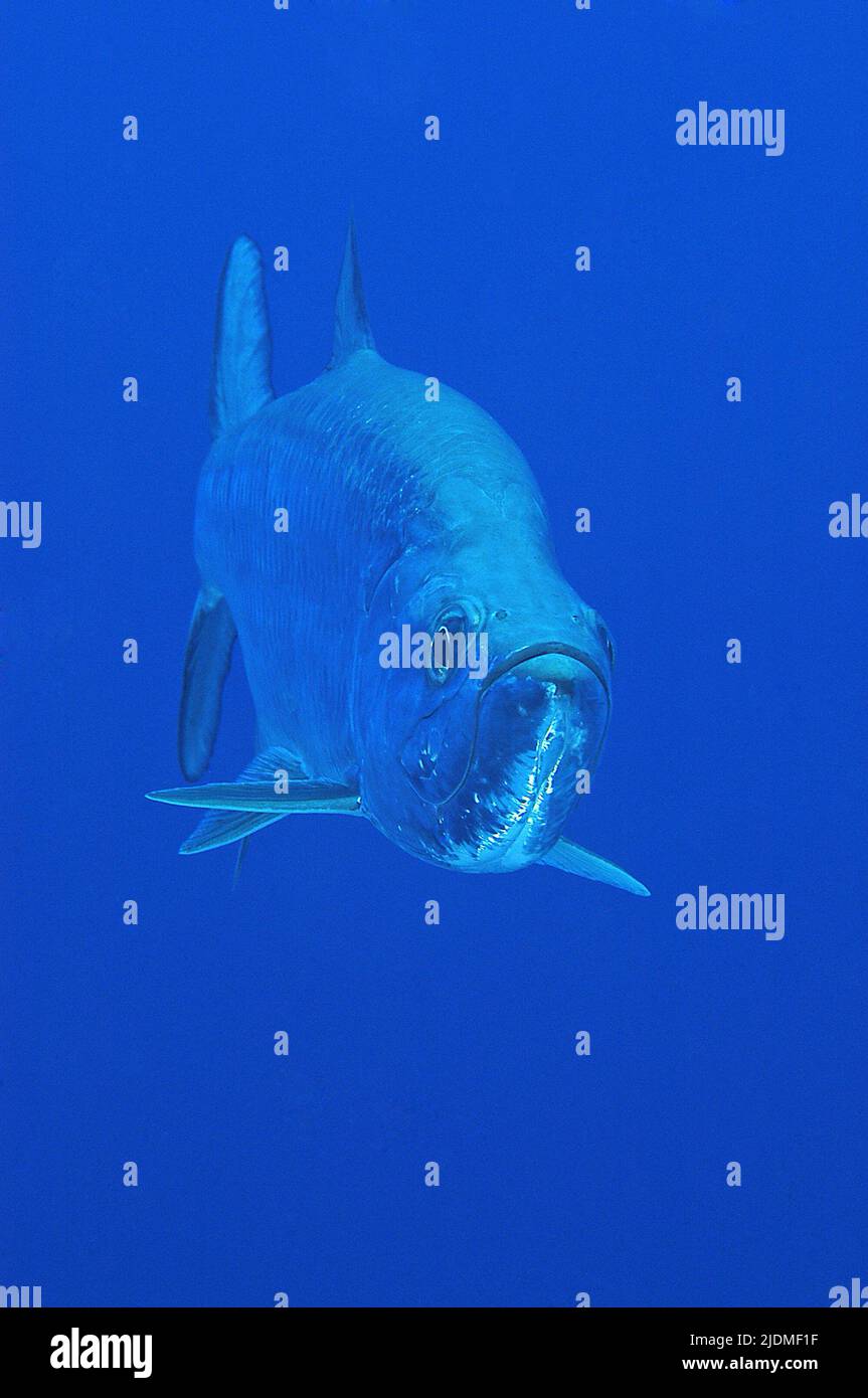 Tarpon (Megalops atlanticus) im blauen Wasser, Cayman-Inseln, Karibik Stockfoto
