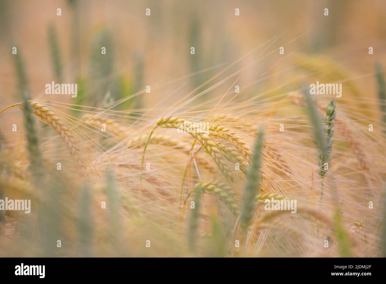 Kidderminster, Großbritannien. 22.. Juni 2022. Wetter in Großbritannien: Der Sommer ist endlich da mit sonnigem Himmel und warmen Temperaturen von 26 Grad. Im heutigen Sonnenschein leuchtet ein Weizenfeld, wenn die Erntezeit näher rückt. Die Ernte ist fast vollständig ausgereift und wird in den nächsten sechs Wochen zur Ernte bereit sein. Kredit: Lee Hudson/Alamy Live Nachrichten Stockfoto