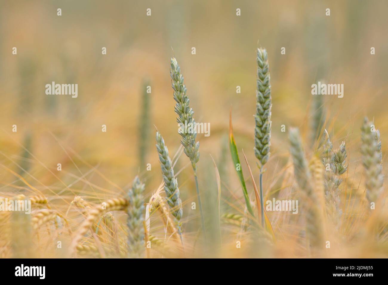 Kidderminster, Großbritannien. 22.. Juni 2022. Wetter in Großbritannien: Der Sommer ist endlich da mit sonnigem Himmel und warmen Temperaturen von 26 Grad. Im heutigen Sonnenschein leuchtet ein Weizenfeld, wenn die Erntezeit näher rückt. Die Ernte ist fast vollständig ausgereift und wird in den nächsten sechs Wochen zur Ernte bereit sein. Kredit: Lee Hudson/Alamy Live Nachrichten Stockfoto
