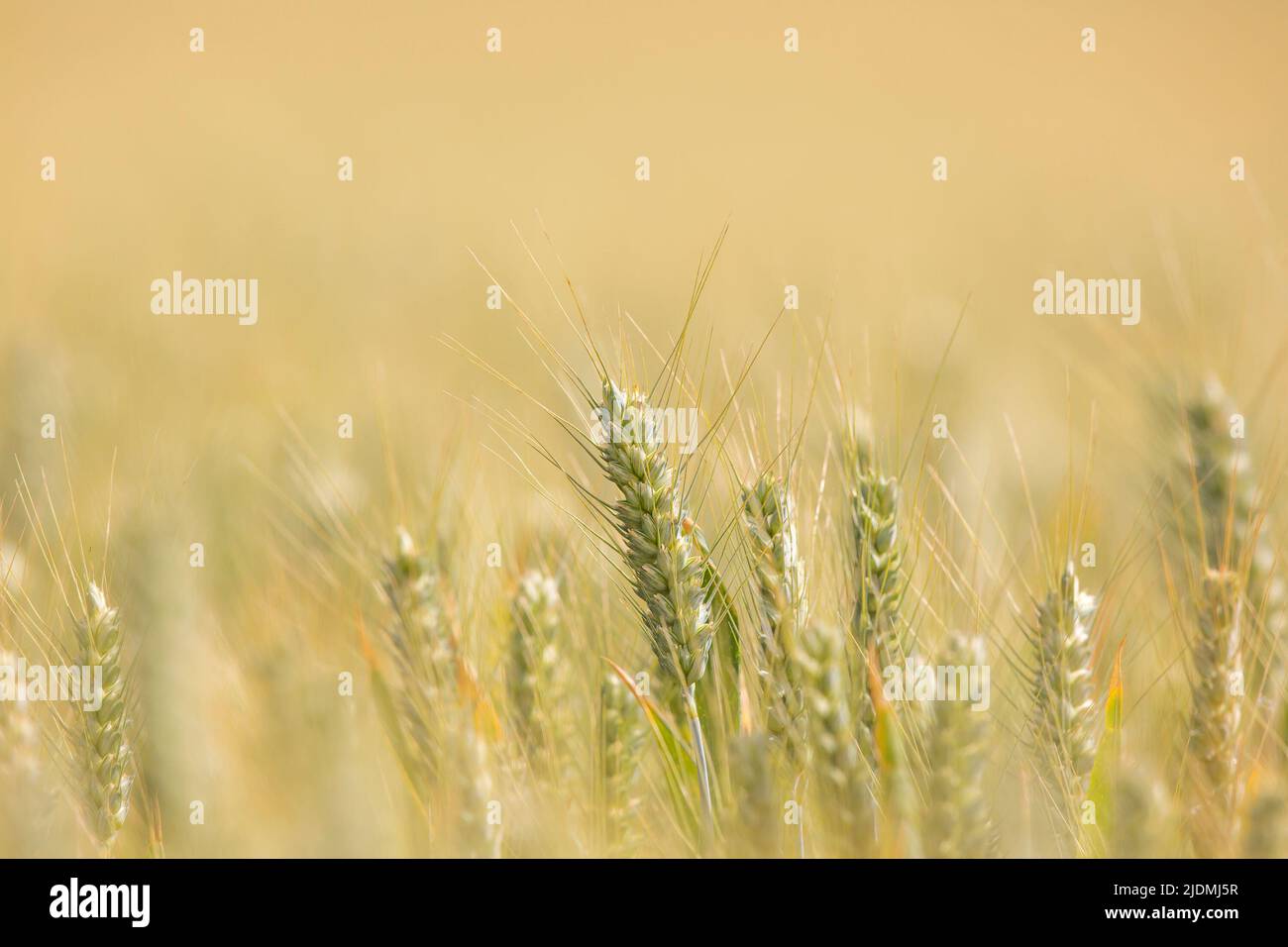 Kidderminster, Großbritannien. 22.. Juni 2022. Wetter in Großbritannien: Der Sommer ist endlich da mit sonnigem Himmel und warmen Temperaturen von 26 Grad. Im heutigen Sonnenschein leuchtet ein Weizenfeld, wenn die Erntezeit näher rückt. Die Ernte ist fast vollständig ausgereift und wird in den nächsten sechs Wochen zur Ernte bereit sein. Kredit: Lee Hudson/Alamy Live Nachrichten Stockfoto