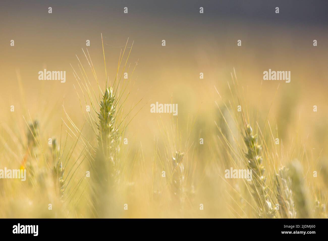 Kidderminster, Großbritannien. 22.. Juni 2022. Wetter in Großbritannien: Der Sommer ist endlich da mit sonnigem Himmel und warmen Temperaturen von 26 Grad. Im heutigen Sonnenschein leuchtet ein Weizenfeld, wenn die Erntezeit näher rückt. Die Ernte ist fast vollständig ausgereift und wird in den nächsten sechs Wochen zur Ernte bereit sein. Kredit: Lee Hudson/Alamy Live Nachrichten Stockfoto