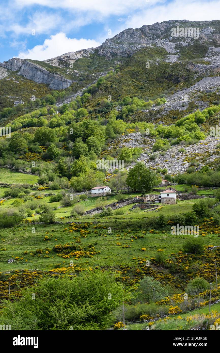 Spanien, Asturien. Die Landschaft der kantabrischen Berge nähert sich dem Naturpark Somiedo. Besen und Gorse wachsen an den Hängen. Stockfoto