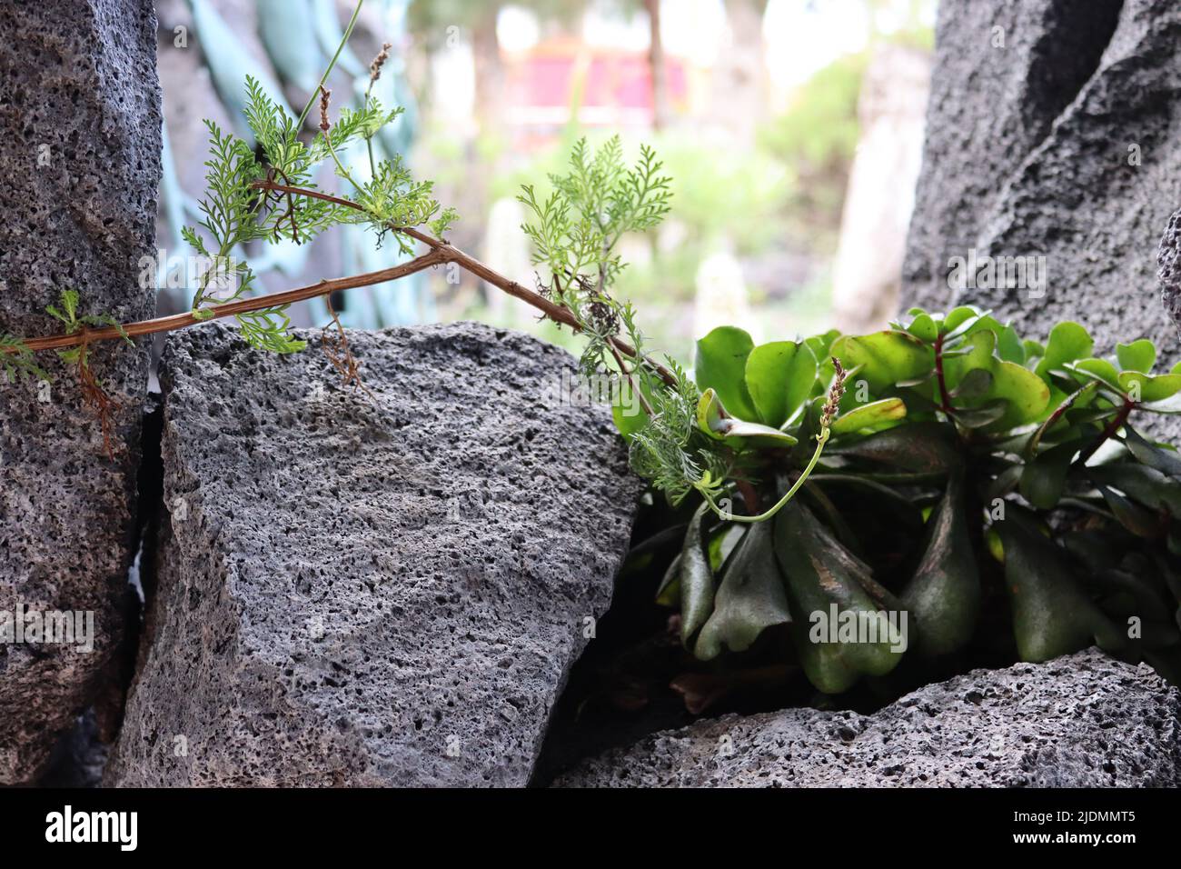 Der Kontrast von zarten Pflanzen, die in brutalem vulkanischem Gestein wachsen. Parque Antonio Gómez, La Palma, Santa Cruz, Kanarische Inseln, Spanien Stockfoto