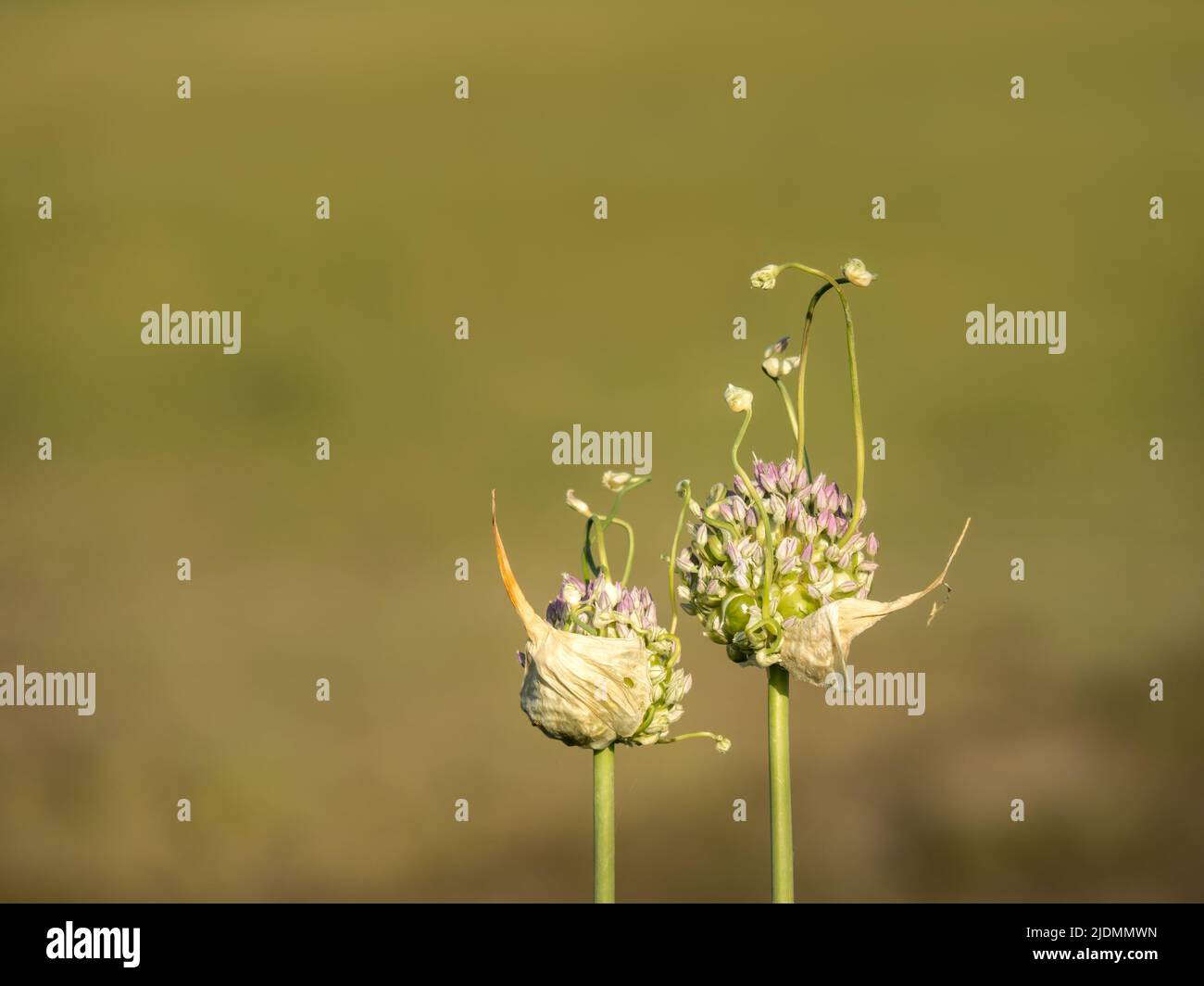Wilde Allium Natur Hintergrund. Stockfoto