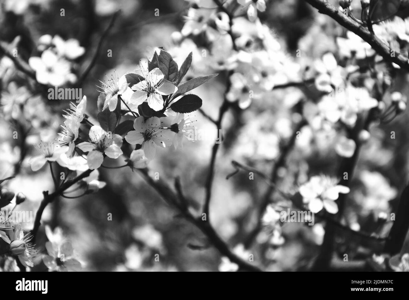 Kirschblüte. Selektiver Fokus und geringe Schärfentiefe. Bokeh. Schwarz und Weiß. Stockfoto