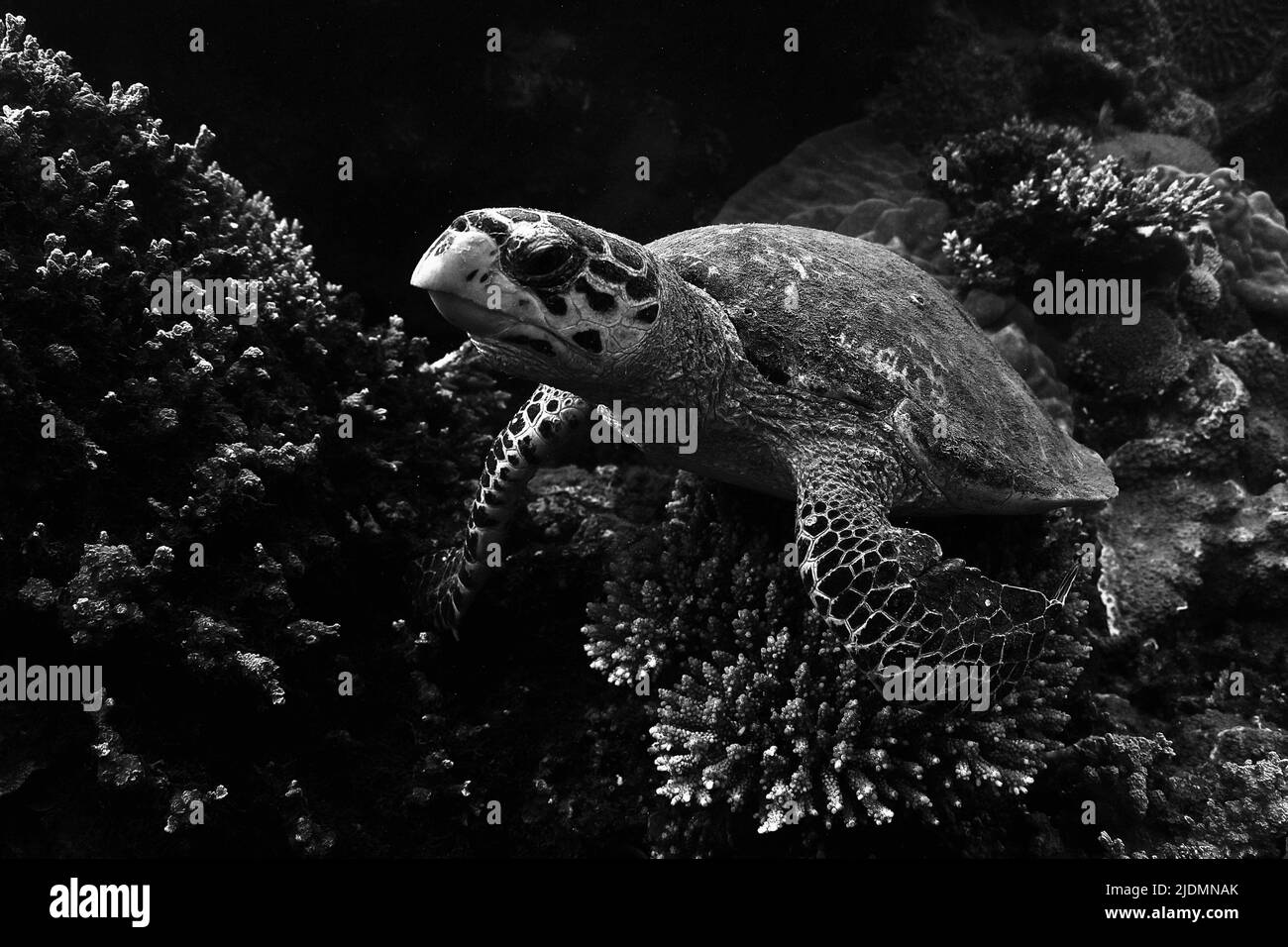 Grüne Meeresschildkröte, die auf Seegras in der Lagune von Mayotte weidet, eine friedliche Begegnung, die die biologische Vielfalt der Meere und die natürliche Schönheit zeigt Stockfoto