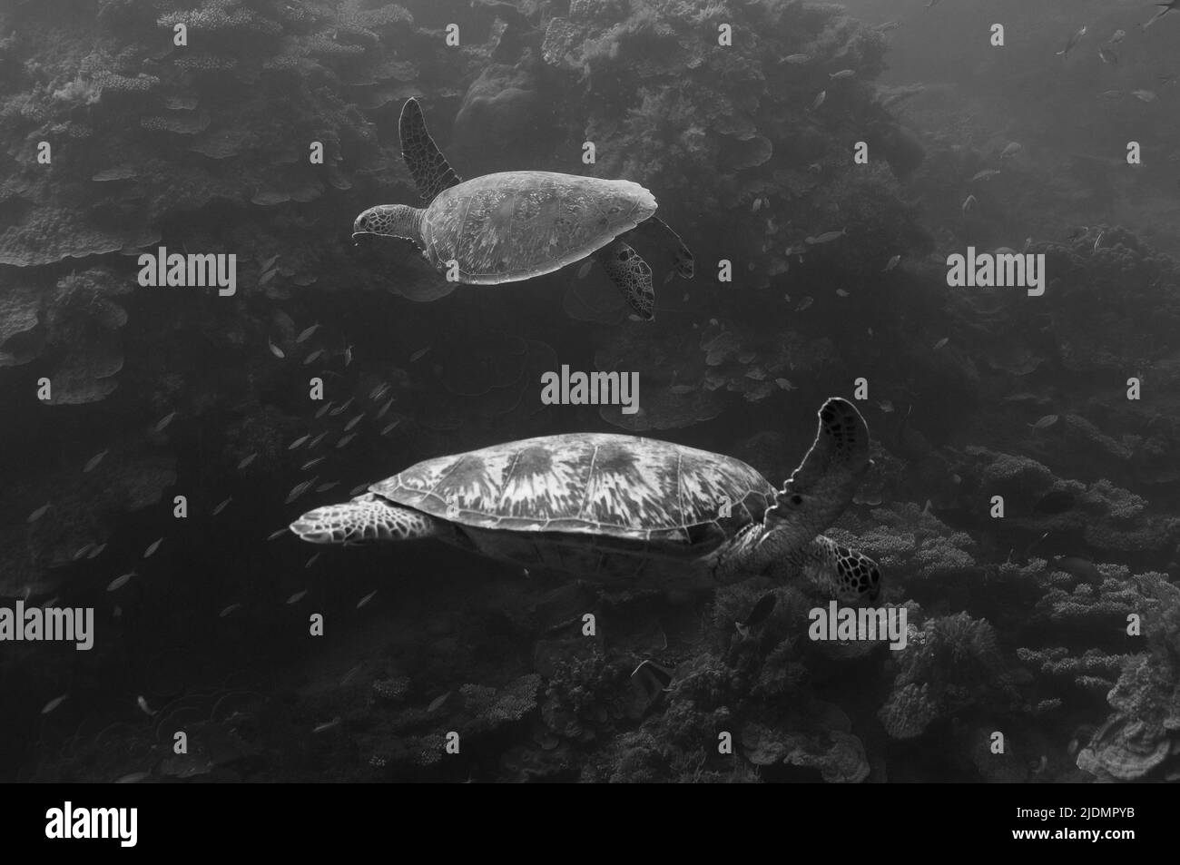 Grüne Meeresschildkröte, die auf Seegras in der Lagune von Mayotte weidet, eine friedliche Begegnung, die die biologische Vielfalt der Meere und die natürliche Schönheit zeigt Stockfoto