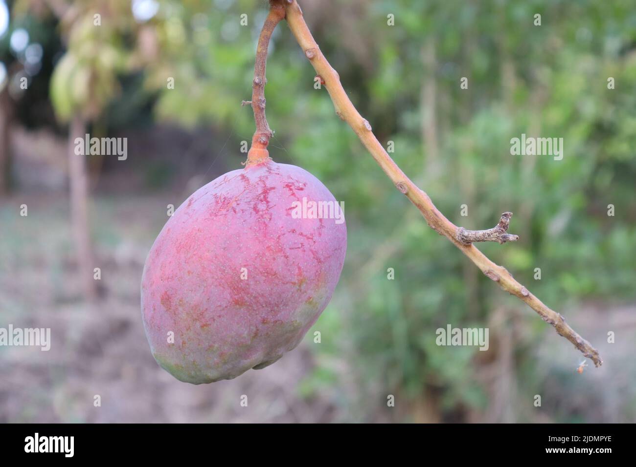 Rosafarbige Mangofrucht auf dem Baum in der Farm Stockfoto