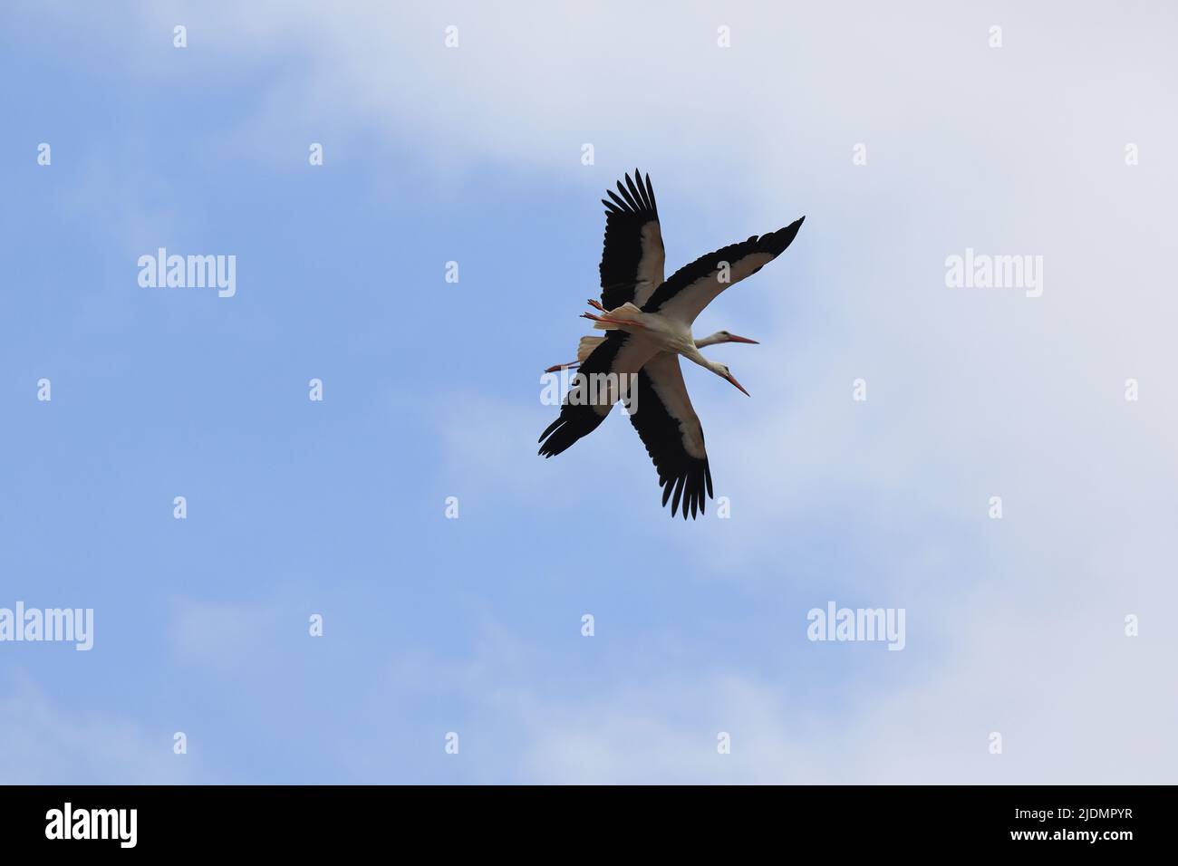Zwei Störche in der Luft Stockfoto