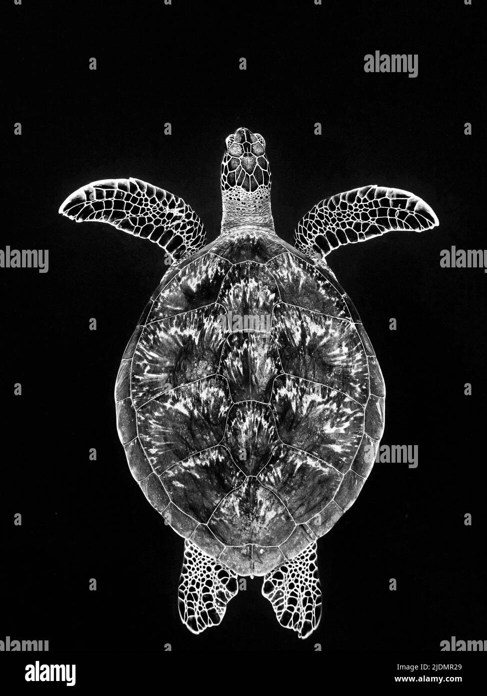 Grüne Meeresschildkröte, die auf Seegras in der Lagune von Mayotte weidet, eine friedliche Begegnung, die die biologische Vielfalt der Meere und die natürliche Schönheit zeigt Stockfoto