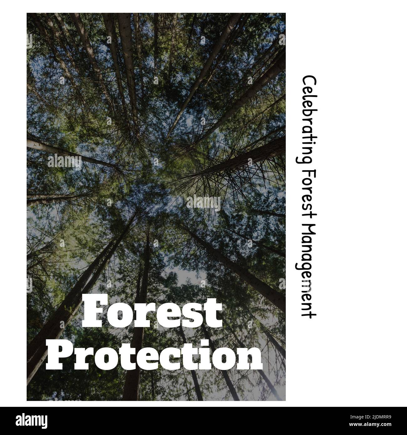Low-Angle-Ansicht von Bäumen im Wald mit zelebrieren Waldbewirtschaftung und Waldschutz Text Stockfoto