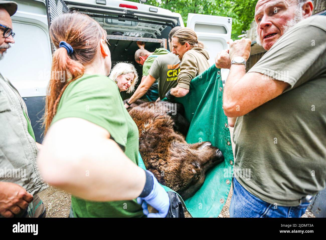 22. Juni 2022, Poznan, Poznan, Polen: Tierpfleger und Leiter des Zoos Poznan arbeiten mit Belgien zusammen, um Bären, die von dem Beschuss und dem Krieg in der Ukraine betroffen sind, zu beschüssen, zu verlagern, zu verplünden, Mikrochip, Kiste und bewegen. In diesem speziellen Fall sind es eine Schwester und ein Bruder, die schon seit einiger Zeit zusammenstecken und die Stresspegel in jedem von ihnen sind hoch.die Arbeit und Zusammenarbeit zwischen ihnen ist kompliziert und zart, um das richtige Gleichgewicht für die Evakuierung des Tieres zu schaffen Der beste und sicherste Weg. Es erfordert eine Stron Stockfoto