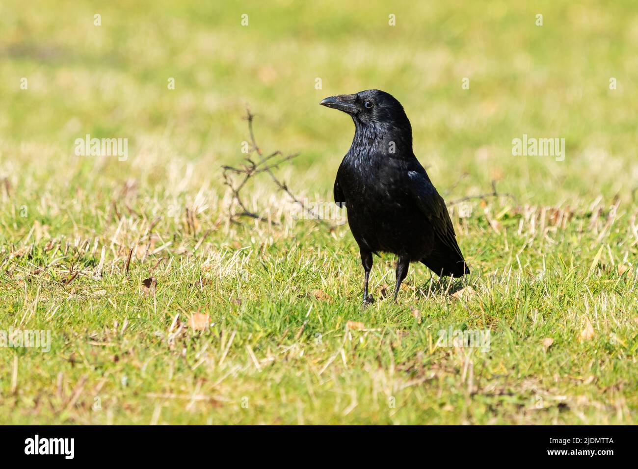 AAS-Krähe Corvus corone Stockfoto