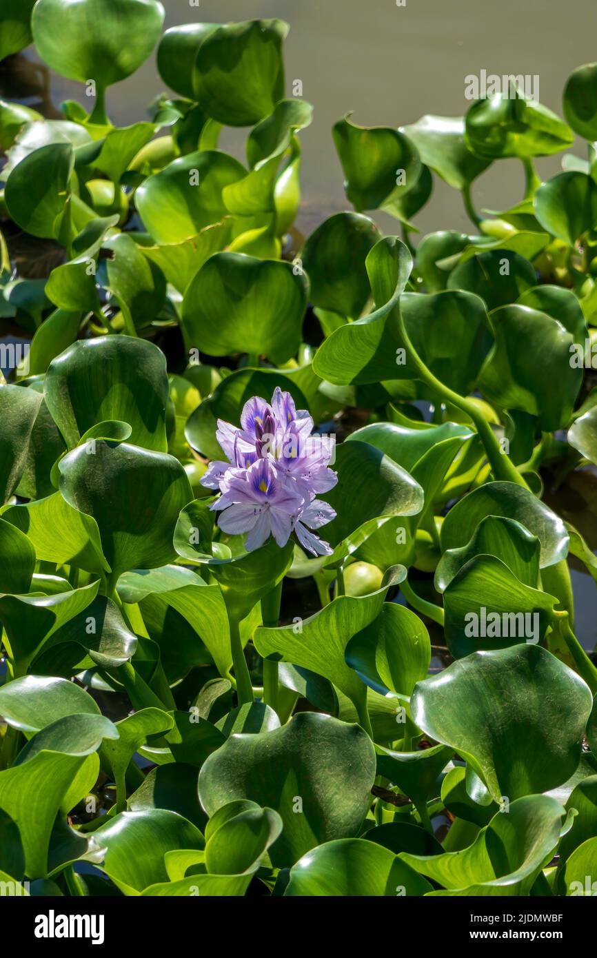 Mit wilden Gräsern blühten auf dem Teich Eichhornia-Crassipes oder gewöhnliche Wasserhyazinthen Stockfoto