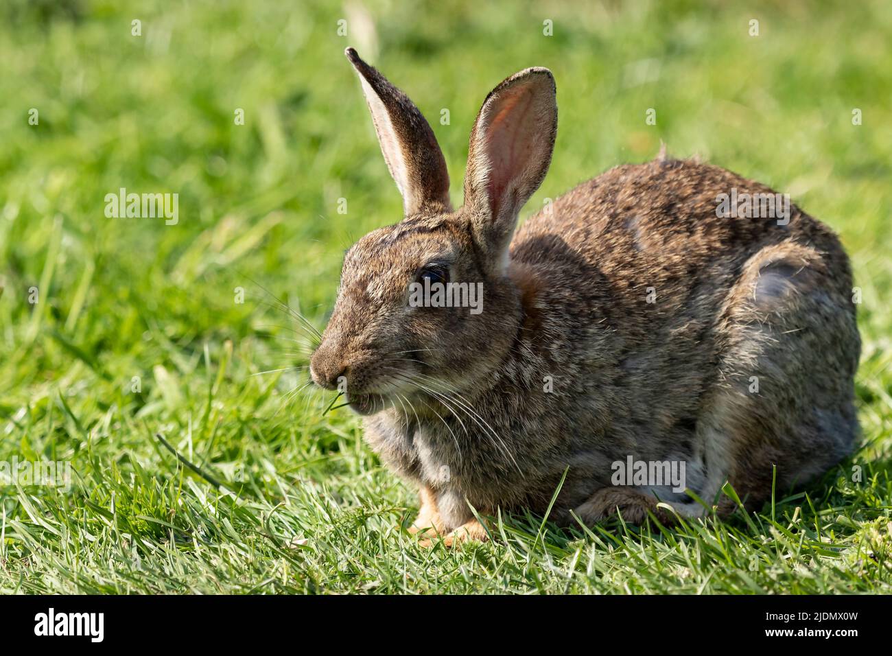 Kaninchen Oryctolagus cuniculus Stockfoto