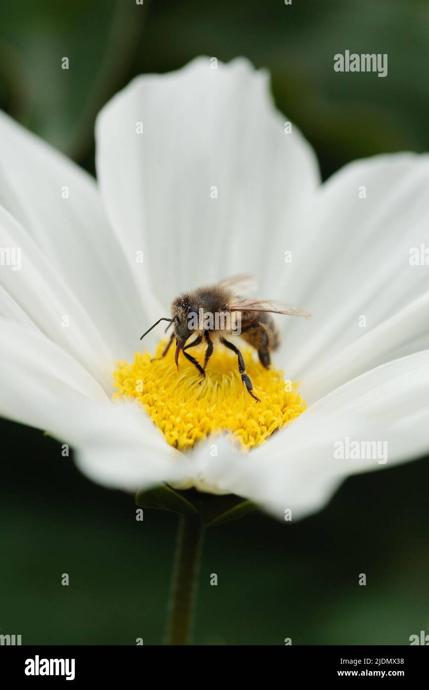 Bienen suchen mit der Zunge nach Nektar auf einer Kosmosblüte Stockfoto