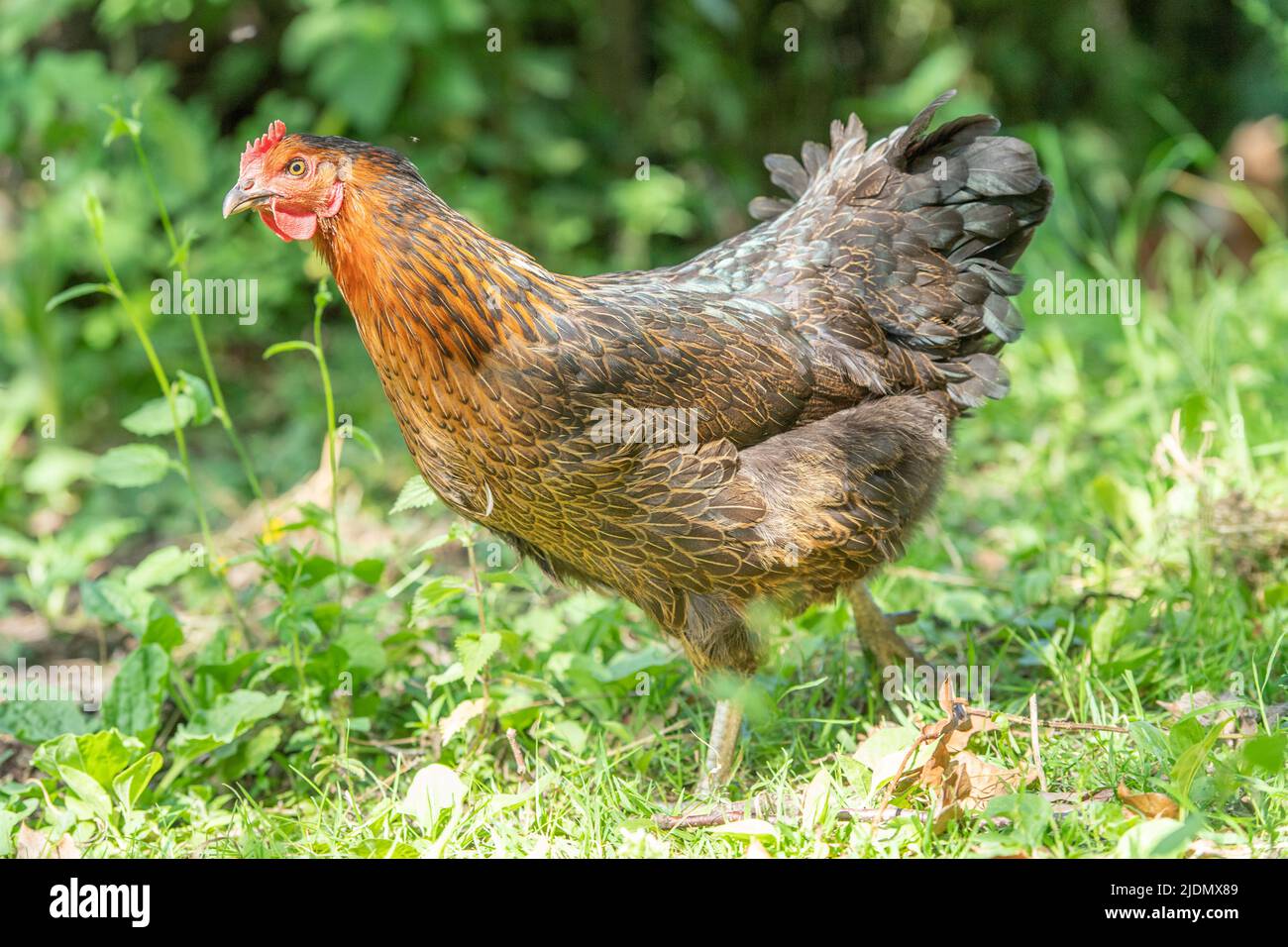 Freibereich-Hybrid-Legehenne Stockfoto