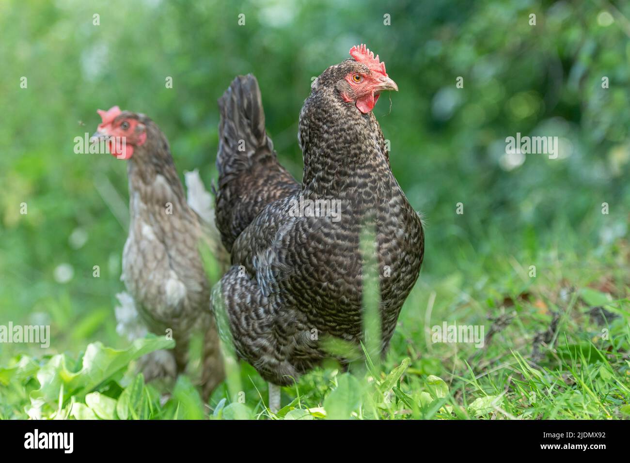 Freilandhühner in natürlicher Landschaft Stockfoto