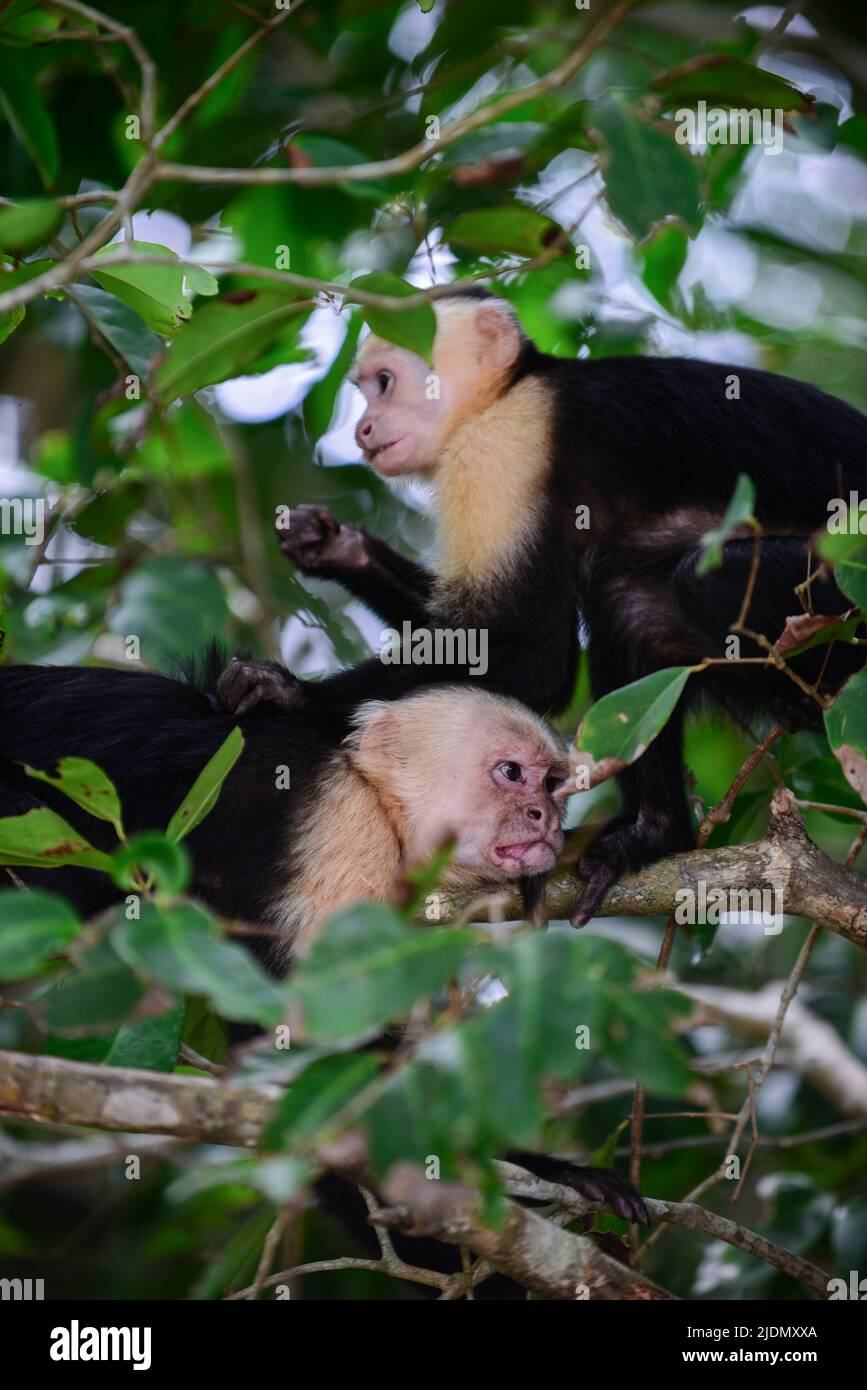 Ein paar panamaische Kapuziner mit weißem Gesicht, die sich auf einem Baum im Manuel Antonio Nationalpark, Costa Rica, aufmachen Stockfoto