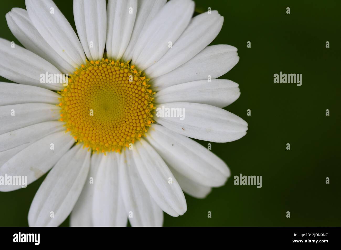 Daisy, Makro Stockfoto