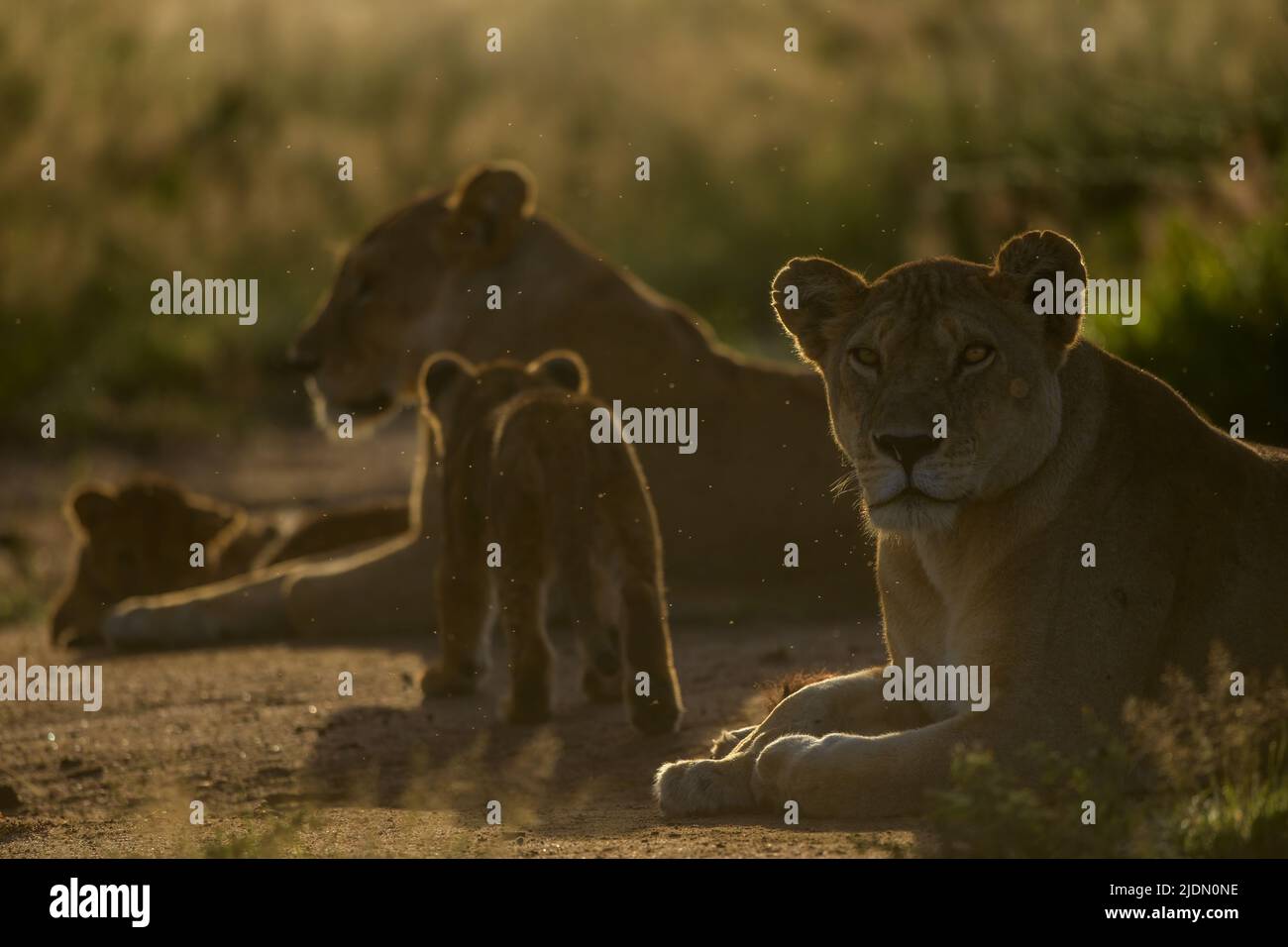 Löwin, die im Serengeti National Park, Tansania, mit einer anderen Löwin und Jungen im Hintergrund im Hintergrund unter der Morgenbeleuchtung schaut Stockfoto