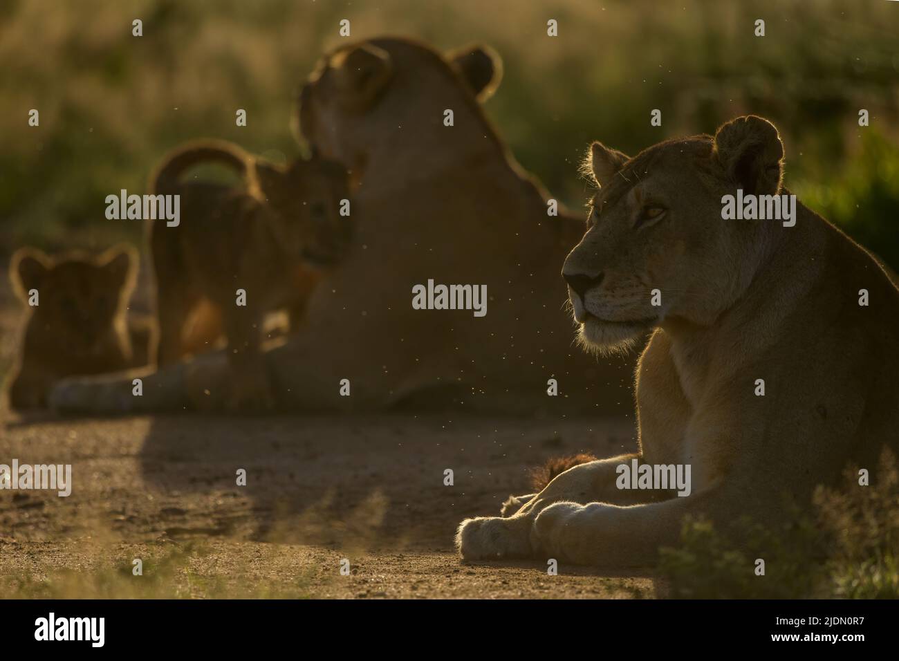 Das Weibchen eines Löwenstolzes ruht mit Jungen um sich herum, mit Fliegen, die unter der Hintergrundbeleuchtung leuchten Stockfoto