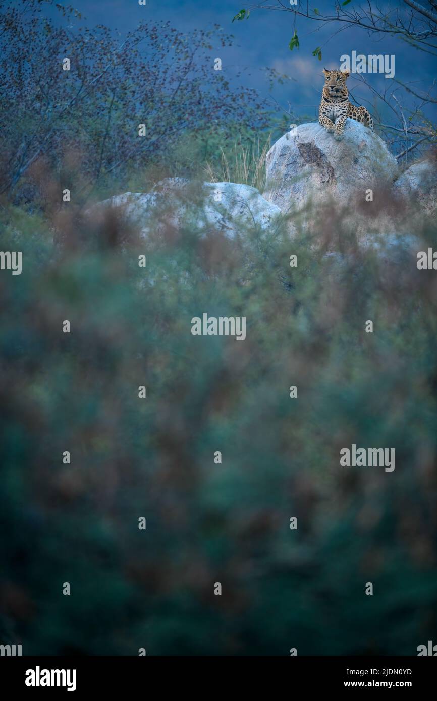 Indischer Leopard, der auf einer Felsenspitze in Hügeln am Jhalana Leopardenreservat, Jaipur, Indien, sitzt Stockfoto
