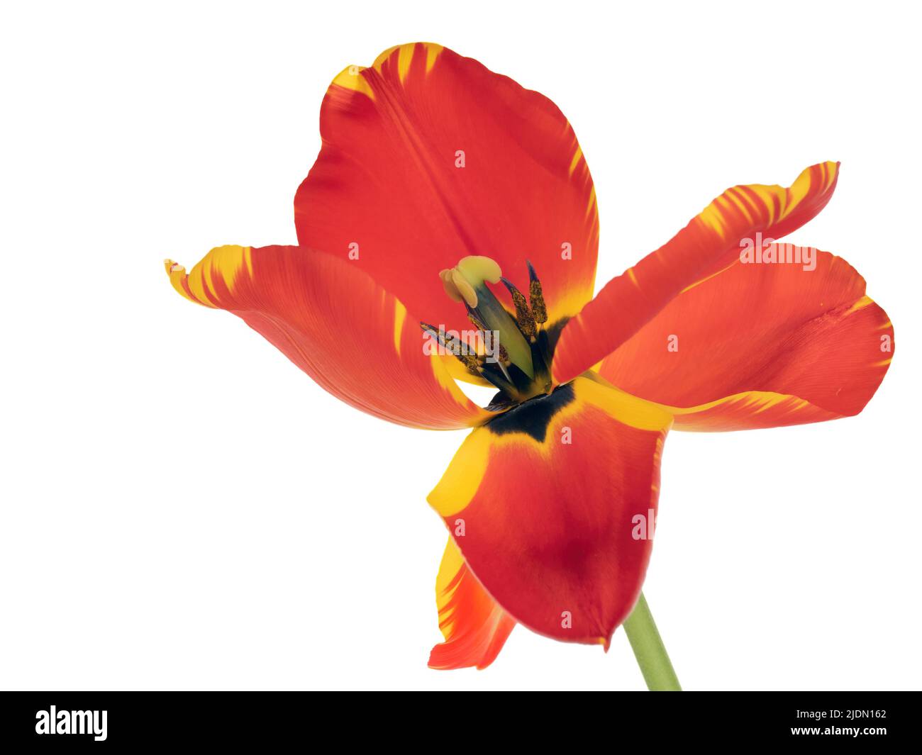 Blick in die rote und gelbe Tulpenblume, um Staubgefäße usw. isoliert auf Weiß zu offenbaren. Stockfoto